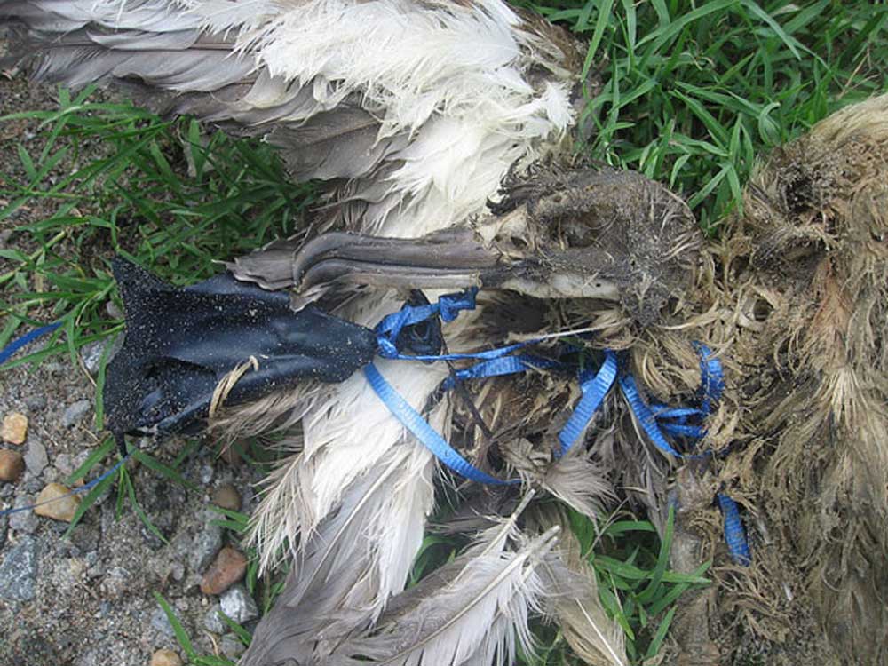 Egy a lufitól megfulladt madár. / Fotó Pamela Denmon, USFWS