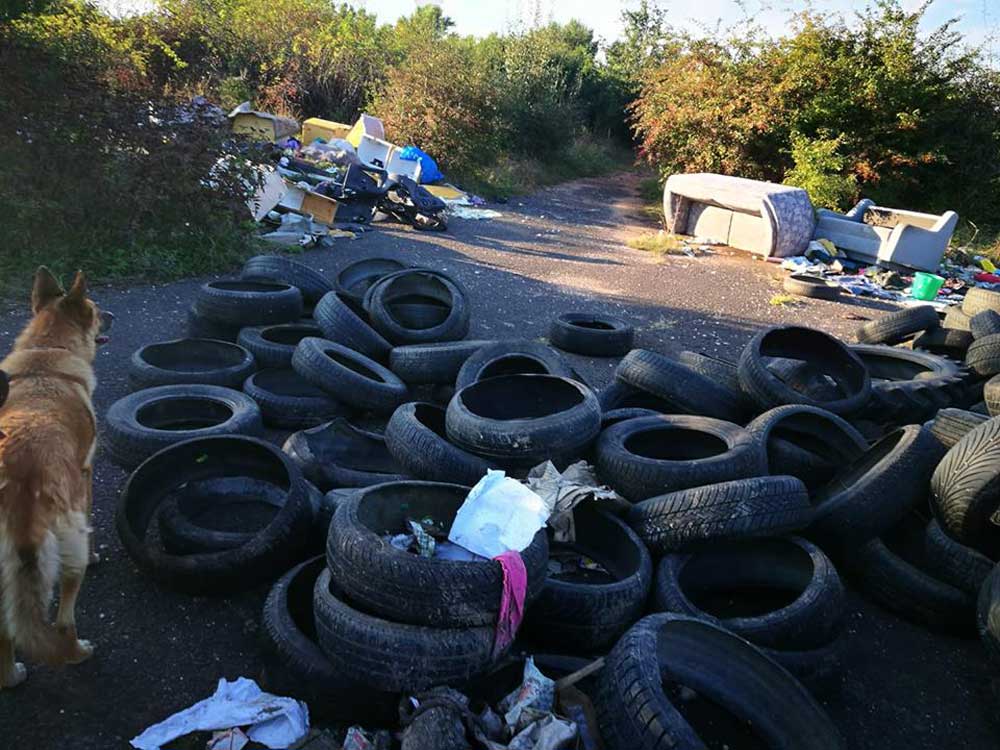 A német juhász is értetlenül áll a kialakult hulladékprobléma mellett. / Fotó: hulladekvadasz.hu