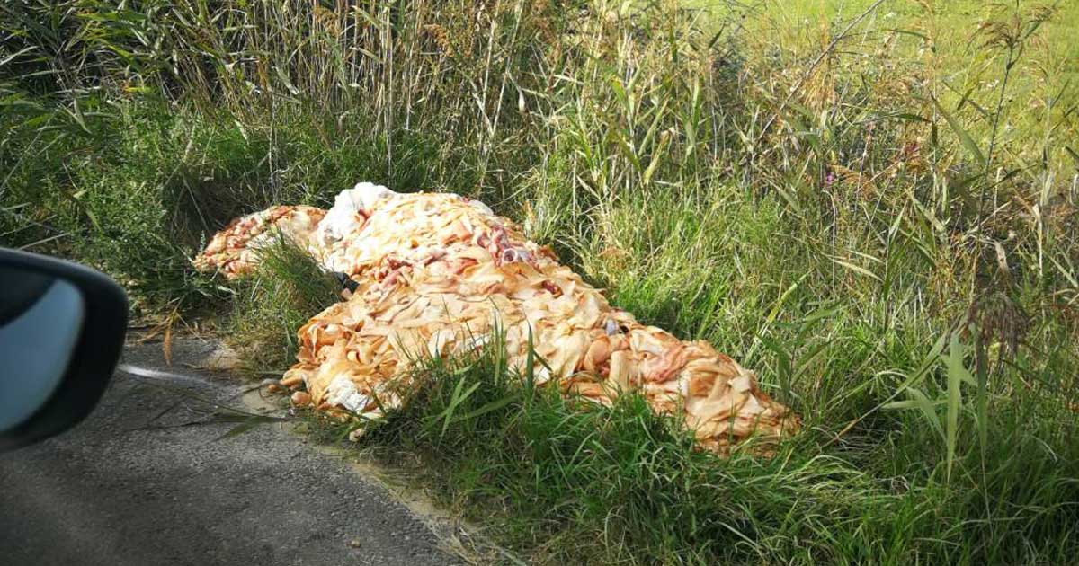 A képről felismerhetetlen milyen állati maradványokból állhat össze ez a húsipari hulladéklerakat. / Fotó: hulladekvadasz.hu