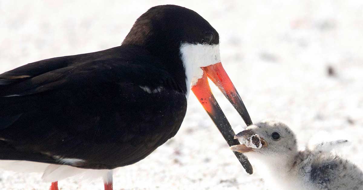 Fiókáját etette cigicsikkel egy madár Floridában