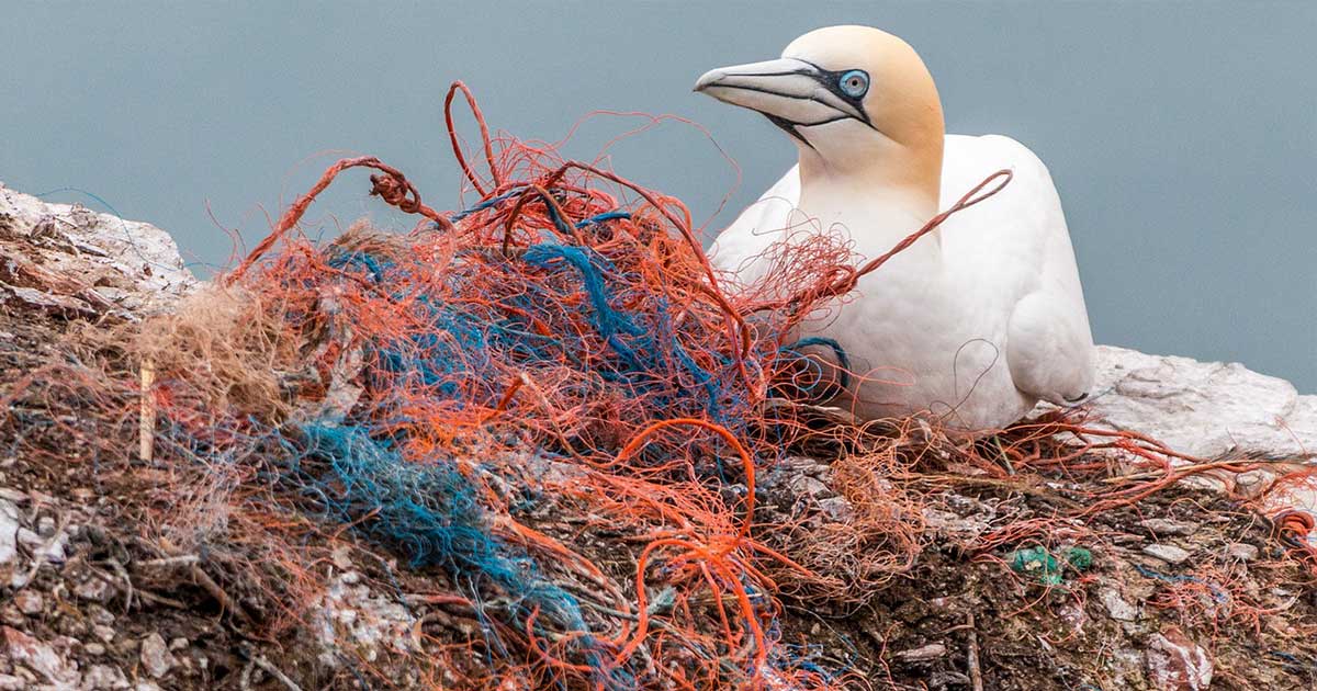 A tengeri madarak fészke 80 százalékban hulladékkal lehet szennyezett. / Fotó: Pixabay